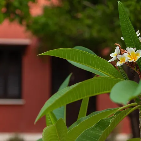 招待所 Casa Mespilea 2*